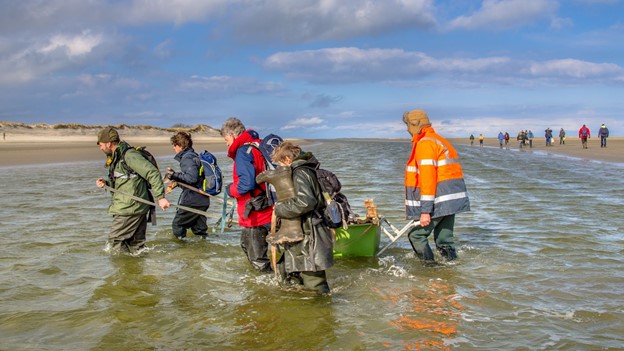 Wadlopen in Friesland